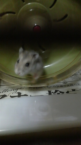 hamuchikun's profile picture. ＸLAMPを応援しています！