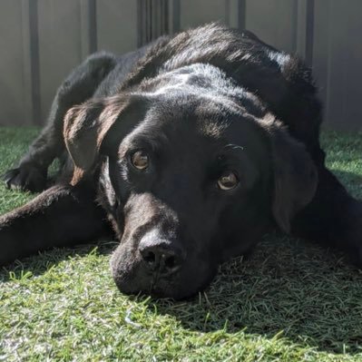 SnaxForAlll's profile picture. Recently started dropkicking