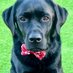 LogietheDogie (@dogie_the) Twitter profile photo LogietheDogie (@dogie_the) Twitter profile photo