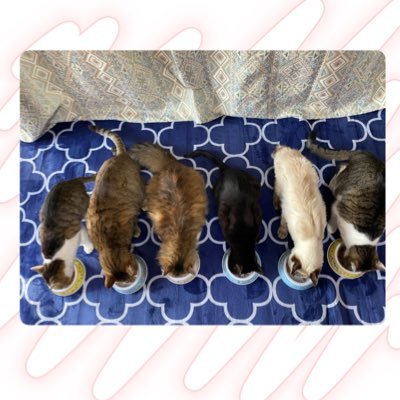 猫用アカウントです😺6匹と暮らしてます!気ままに楽しくツイートします☺️ 2022年10月11日トラが虹の橋を渡りました🌈 2022年12月31日きなこが虹の橋を渡りました🌈