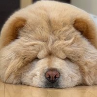 吉原 女性黒服 Ｒ (@r_kurofuku) 's Twitter Profile Photo