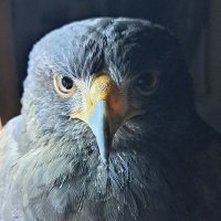 しろ丸 (@kyuuri_omuraisu) 's Twitter Profile