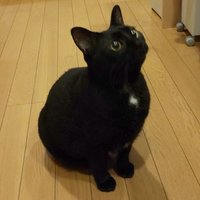 CocoNeko3 (@coconeko253) Twitter profile photo