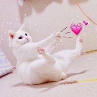 ゚มุ้・✿.。 (@_noobniib_) 's Twitter Profile