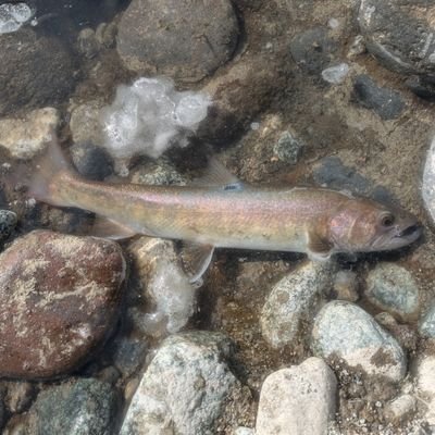 yasushihayashi3's profile picture. 下手の横好き渓流釣り師