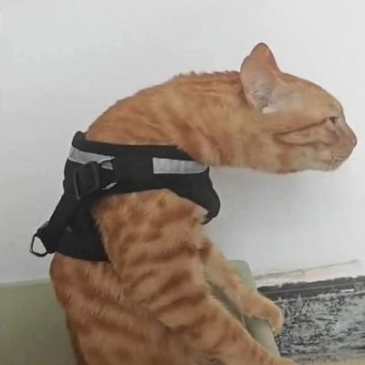 ayariさんのプロフィール画像