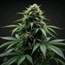 weed farm pro 💯💯💶💷🎱 (@nmahzy90066) Twitter profile photo weed farm pro 💯💯💶💷🎱 (@nmahzy90066) Twitter profile photo