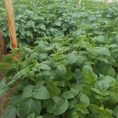 Agronomist/Agriculture expert, Business advisor, Local Agripool/Agriterra Rwanda, Rwanda national youth volunteer/Musanze