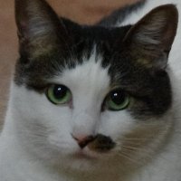 カムランキャット (@comeruncat) Twitter profile photo