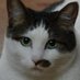 カムランキャット (@comeruncat) Twitter profile photo カムランキャット (@comeruncat) Twitter profile photo