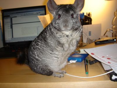 bocellothechin's profile picture. 