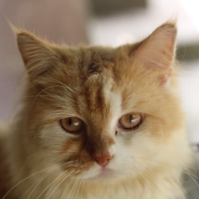 GofarPengikut's profile picture. Beradaptasi tpi tidak kehilangan jati diri