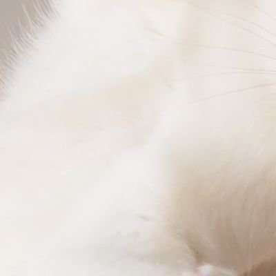 onukawaonu's profile picture. 猫とスクールゾーン