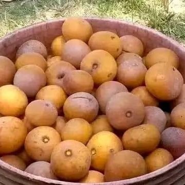 YMpinga11's profile picture. .