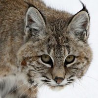Will Bobcat (@willbobcat808) 's Twitter Profile