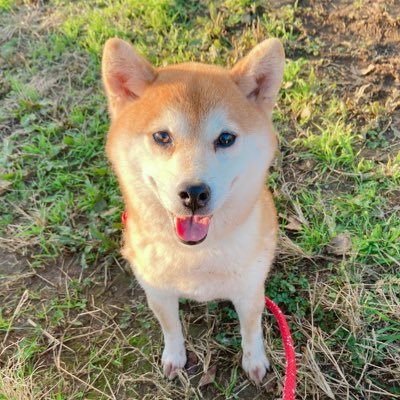 tomomi_unai0125's profile picture. job▷▶︎▷動物関係 犬･猫･小動物･爬虫類なんでも好き🫶 食べることも大好き🍴✨ 各地いろんな所にいってご当地グルメ巡りがしたい☺️