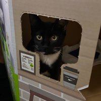 島猫兄弟セブン&カイ🐈⬛🐈 (@seven_and_kai) 's Twitter Profile