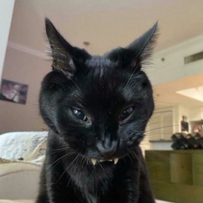 zlatickojonasek's profile picture. 