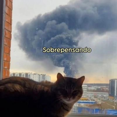 💭🐈🤎✨️