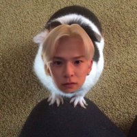 기니피그 아사히 (@osakaguineaclub) 's Twitter Profile Photo