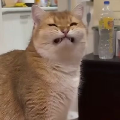 tigerjen77's profile picture. Proof that Gingers have souls.