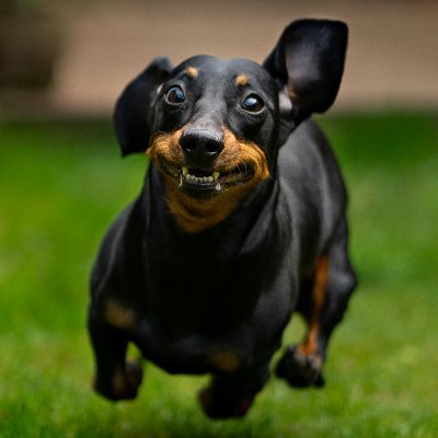 shevans987's profile picture. Big fan of holidays.