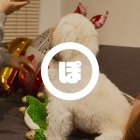🐶Hermit📷 (@hermit1220) Twitter profile photo