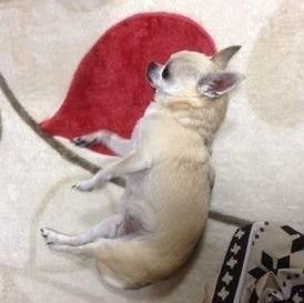 inutorazousan's profile picture. フジロック、読書、炭水化物、映画館！