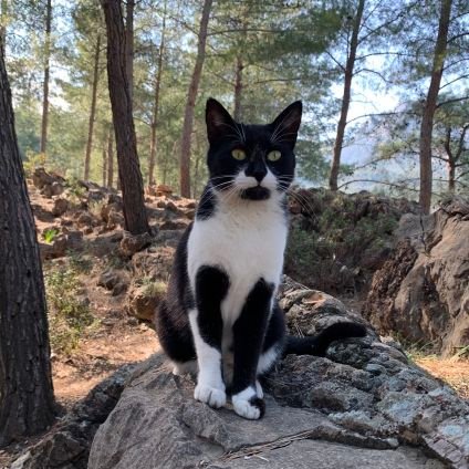 MFuzile14501's profile picture. love animals and plants