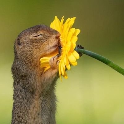 SANDIALEONA's profile picture. Estoy aquí porque me gusta el chisme. Si todos tus tweets son de postura política, lo siento no te voy a seguir