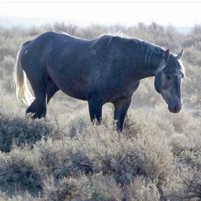 vegan🌱 Resist 💙ClimateCrisisClub 💙 LandBack 🐎Save America's Forgotten Equines, Pass the SAFE Act BanAssaultWeapons 💙Walk gently, harm none