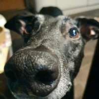 @Nomyhound13-SayNoToGreyhoundRacingInScotland (@nomyhound162522) 's Twitter Profile Photo
