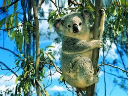 suedunkerton1's profile picture. Hi I like making cards. And my favourite animal is a Koala.