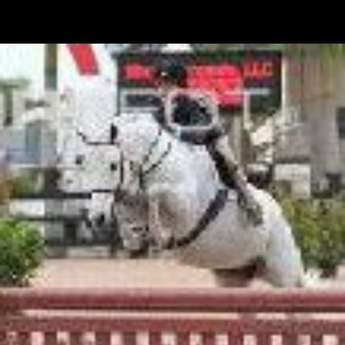 daisyfarish's profile picture. 