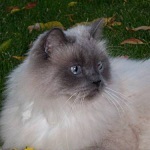 I iz kitteh