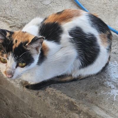 08052025puppyX's profile picture. Looking for an owner. 
Please keep me. 🥺🥺