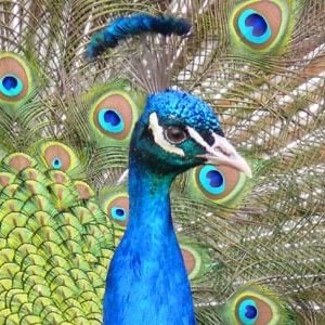 Horse racing tipster, points based system …all results recorded.
🦚 🦚