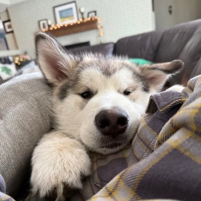 gibbyrocks27's profile picture. boy mom, wife, animal lover, past moderate republican turned nevertrumper turned “extreme center” trying to stay hopeful