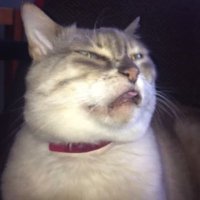 Don Ambrosio (@ambroise_leroy) 's Twitter Profile Photo Don Ambrosio (@ambroise_leroy) 's Twitter Profile Photo
