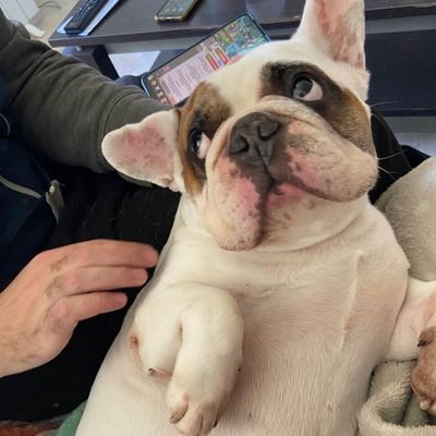 ardillasparty's profile picture. 