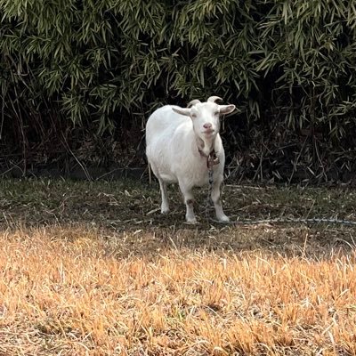 1994_0209's profile picture. 週末アングラー