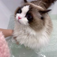 ようこ (@emmiqrvis) 's Twitter Profile