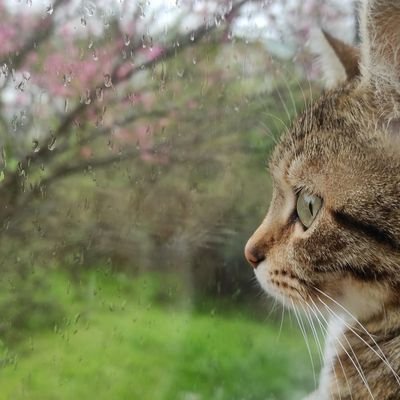AsudeBaharAsude's profile picture. 