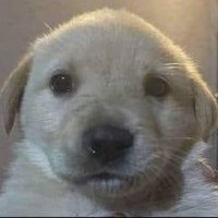 Jes✨ (@galjarjessi) 's Twitter Profile Photo Jes✨ (@galjarjessi) 's Twitter Profile Photo