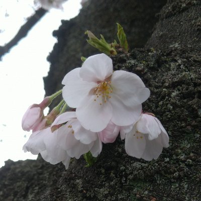 pcpcpcpcc's profile picture. 日本脚本家連盟ライターズスクールに通うアニメ脚本家志望