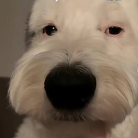 SulluS1 (@sullusfn) 's Twitter Profile