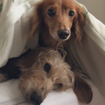 anikuru_love's profile picture. ミニチュアダックスワイヤーのアニー🌈2022.6.22 18歳🌈カニンヘンダックスくるみ🌈2025.4.2 19歳でお空へ☁️寂しくなってしまった…。実家犬のルル(マルチーズ)も。ここで可愛いわんちゃんにゃんこちゃんを拝見させていただきます🙇‍♂️殺処分絶対反対‼️ ⚠️無言フォローお許しください🙏#虹組🌈