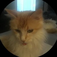✨Elleecat✨NastyCanadian🇨🇦 (@goodwitch829) 's Twitter Profile Photo ✨Elleecat✨NastyCanadian🇨🇦 (@goodwitch829) 's Twitter Profile Photo
