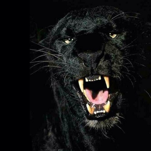 satyamb15's profile picture. 