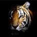 jeetu singh🇮🇳Nation First. (@jitende37309837) Twitter profile photo jeetu singh🇮🇳Nation First. (@jitende37309837) Twitter profile photo